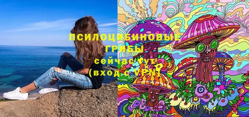 как найти   площадка состав  Псилоцибиновые грибы Cubensis  Ясногорск 